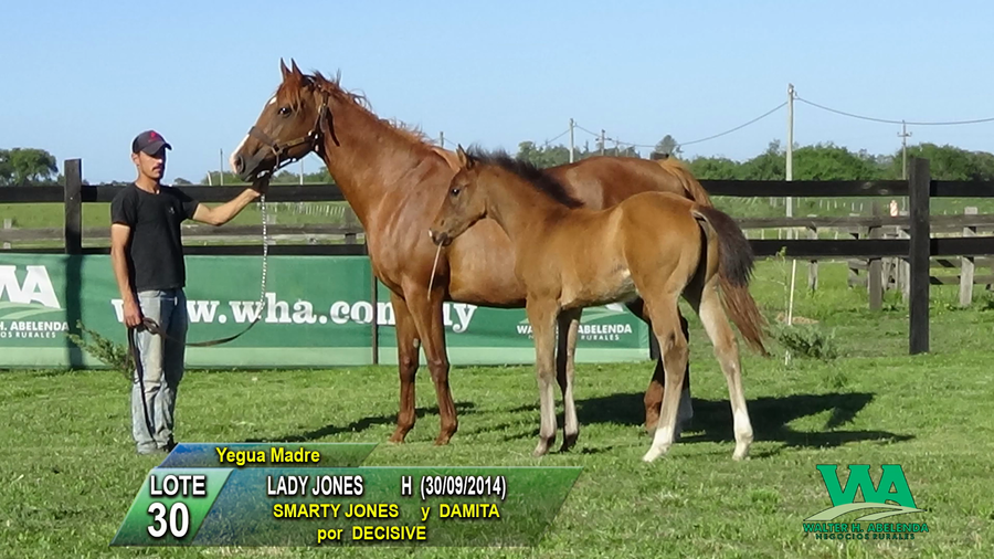 Lote LADY JONES