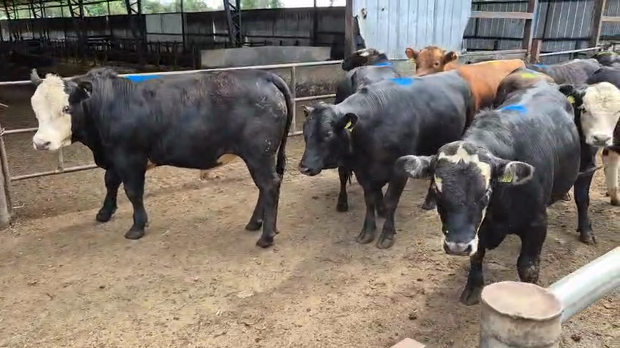 Lote 16 Torete en Futrono, XIV Región Los Ríos