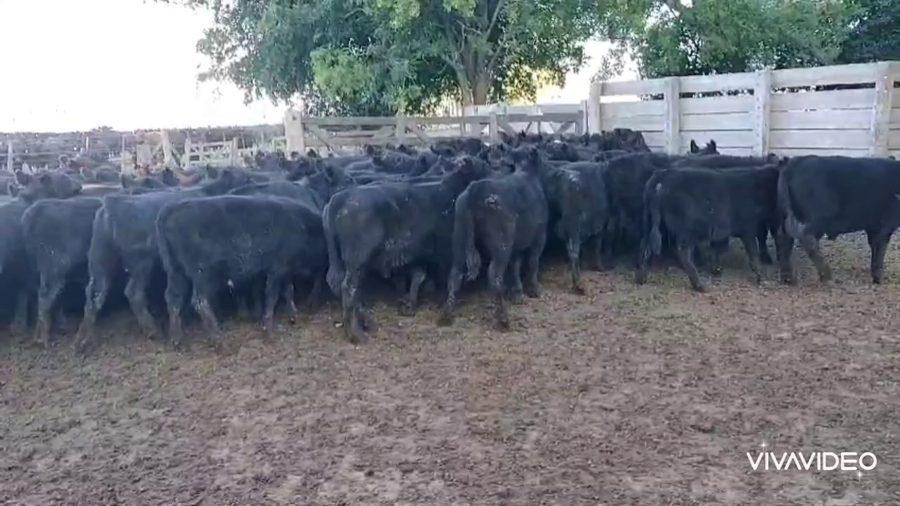 Lote 70 Terneros en Verónica, Buenos Aires