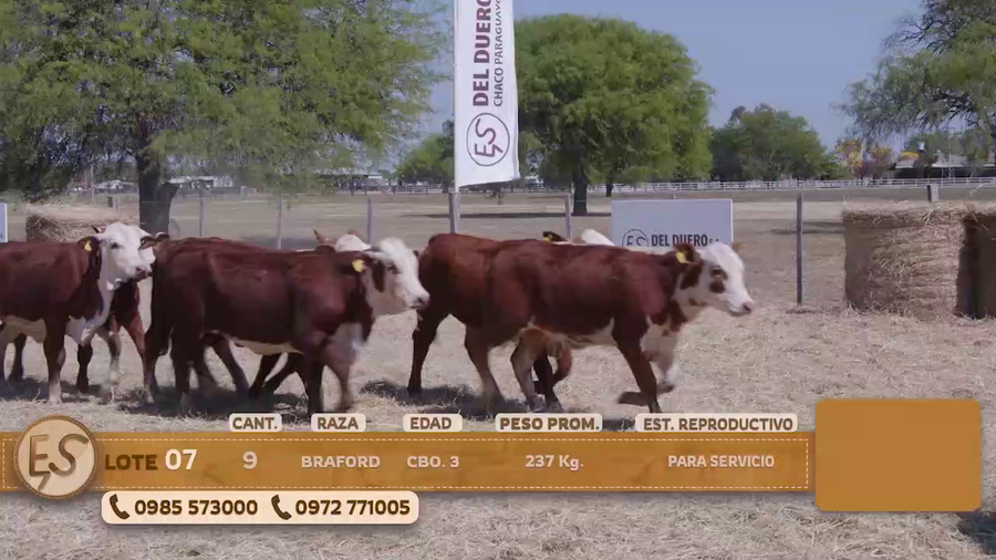 Lote Terneras Cbo 3 BRANGUS