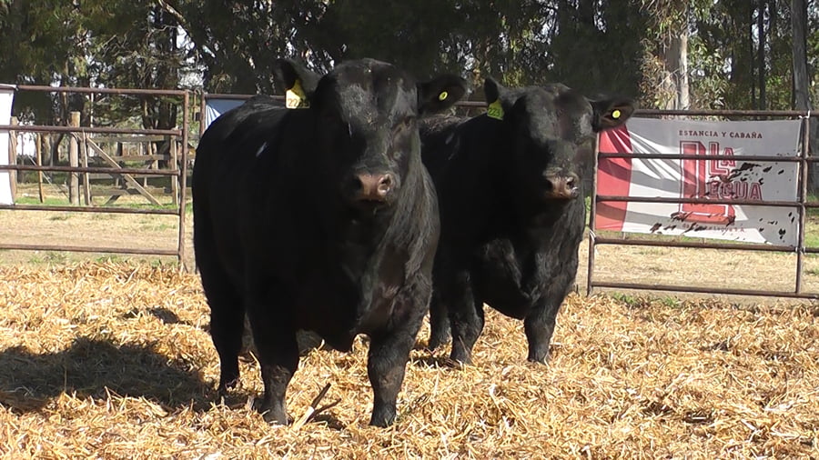 Lote TOROS ANGUS PURO DE PEDIGREE