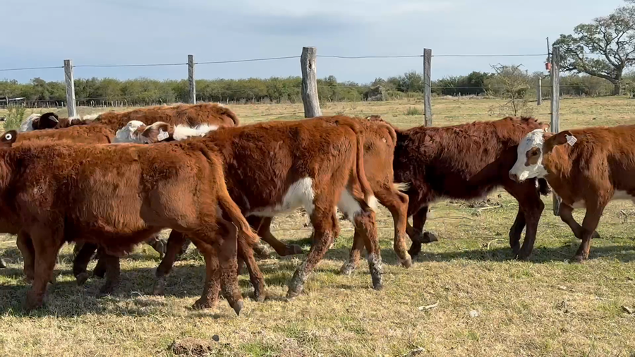 Lote 60 Terneros/as en Corrientes, Curuzu Cuatia