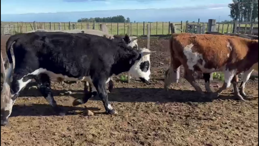 Lote NOVILLOS 1-2 AÑOS