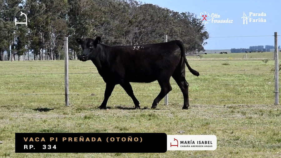 Lote VACAS PI