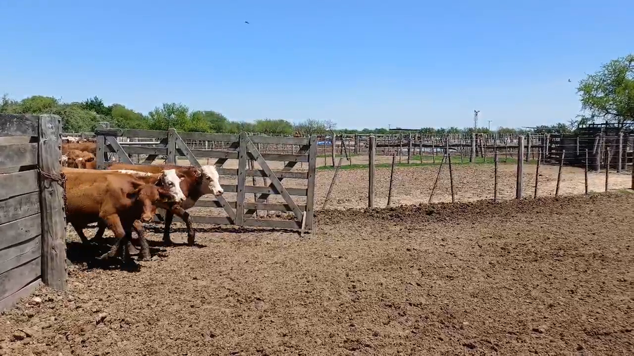 Lote 60 Terneros/as Braford y sus cruzas en Cululú, Santa Fe