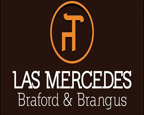 Lote TOROS BRAFORD "LAS MERCEDES"