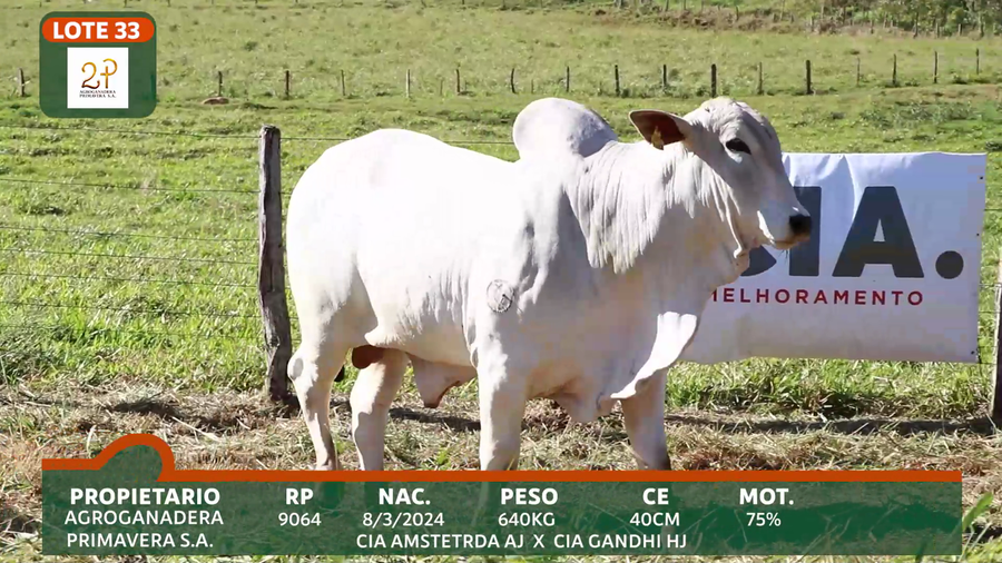 Lote 2P PRIMAVERA