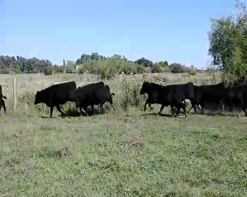 Lote 65 Terneros en Brandsen, Buenos Aires