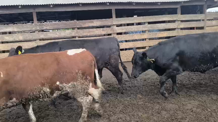 Lote 20 Vaquilla Gorda en Los Ángeles, VIII Región Biobío