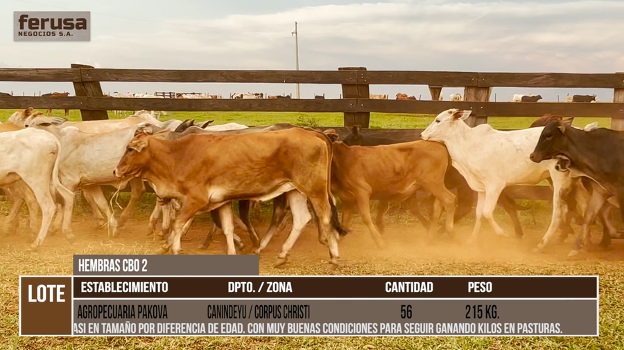 Lote LOTE 5