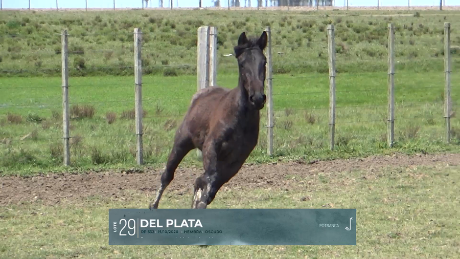 Lote Yeguarizos a remate en Criollos, Montevideo