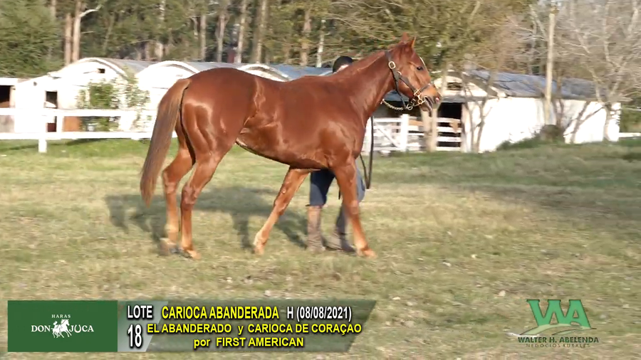 Lote CARIOCA ABANDERADA