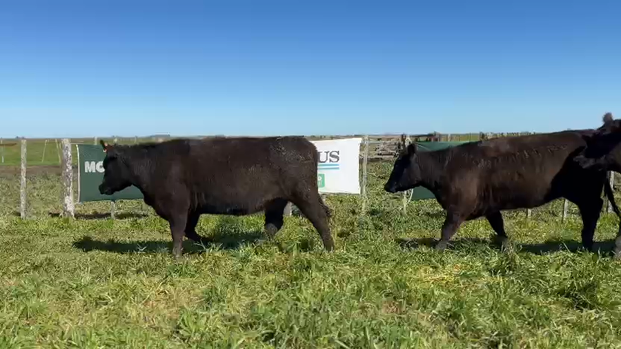 Lote Vaquillonas MAS de 24 meses de Willis