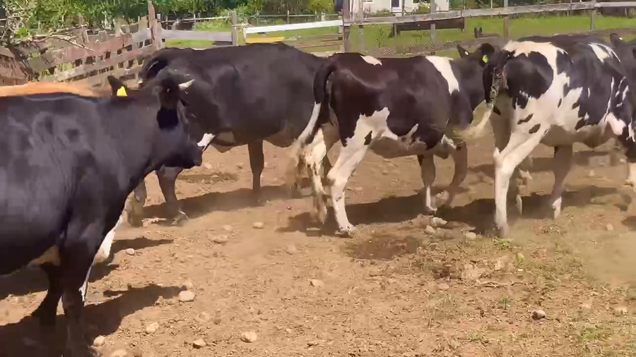 Lote 25 Vaquilla Gorda en Río Bueno, XIV Región Los Ríos