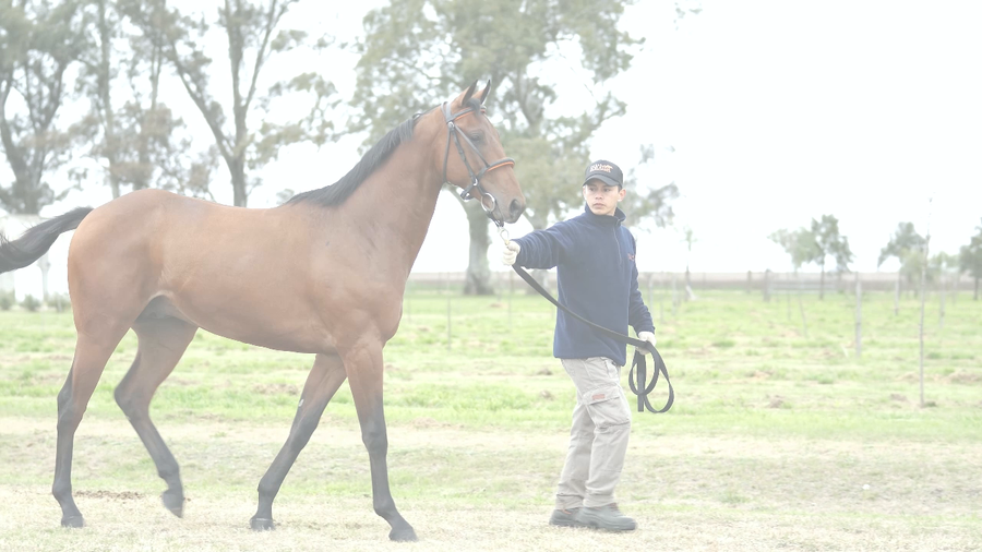 Lote LES GAZELLES (LIZARD ISLAND -  EMILY RUNNER)