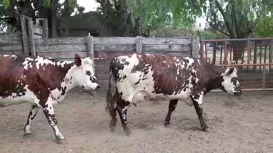 Lote VACAS PI EN PRODUCCION