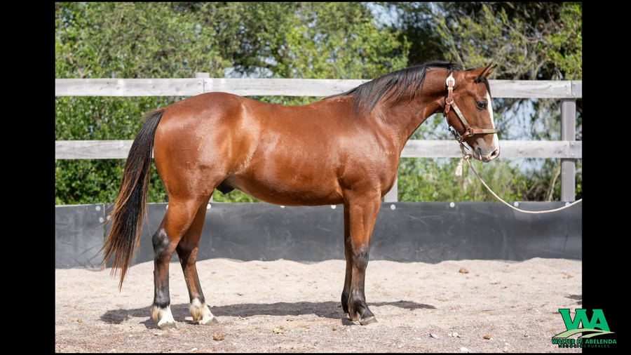 Lote EV HIGH WIND SPARK