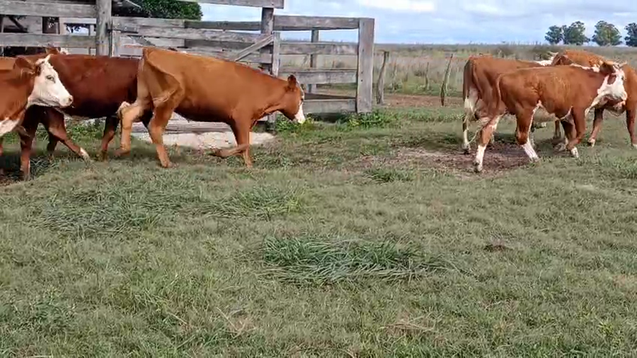 Lote 95 Novillos y Novillitos en Corrientes, Goya