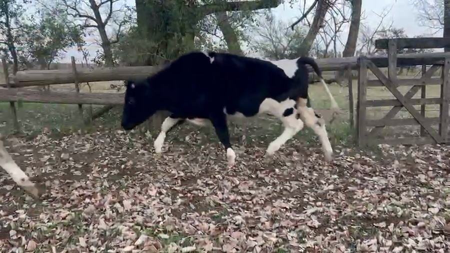 Lote 20 Novillitos en Gral. Las Heras, Buenos Aires