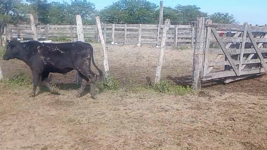 Lote 17 Novillitos y vaquillonas