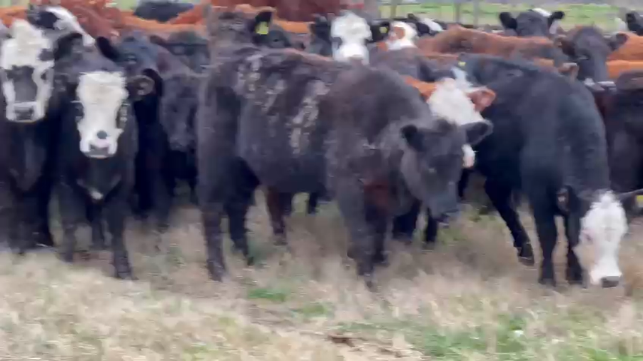 Lote 70 Terneras en Dolores, Buenos Aires