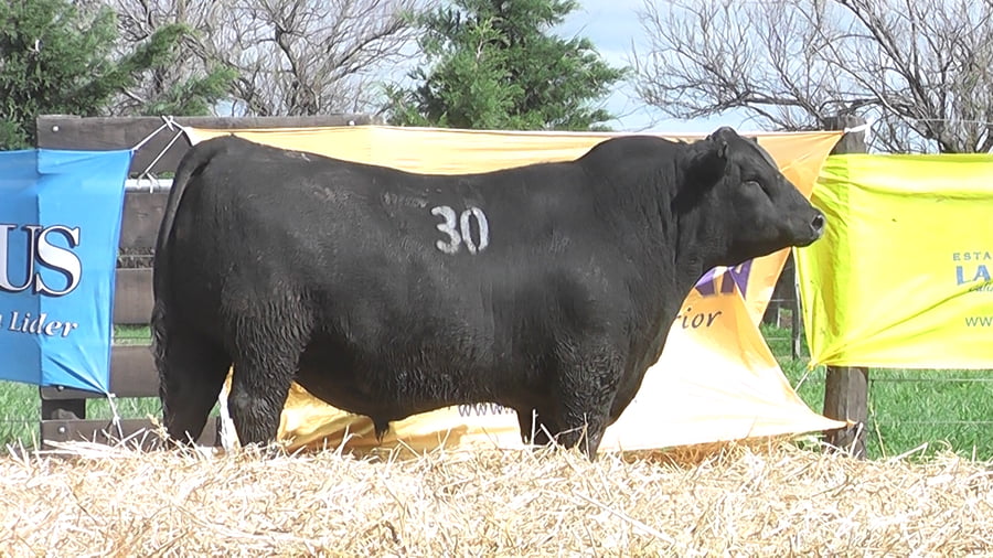 Lote TOROS ANGUS PUROS CONTROLADOS
