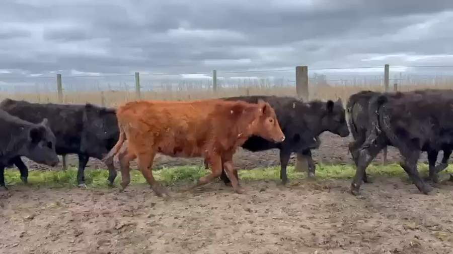 Lote 64 Terneras en Buenos Aires, Tandil