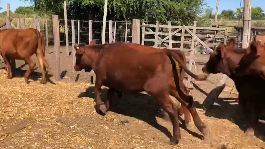 Lote 16 Vaquillonas C/ gtia de preñez