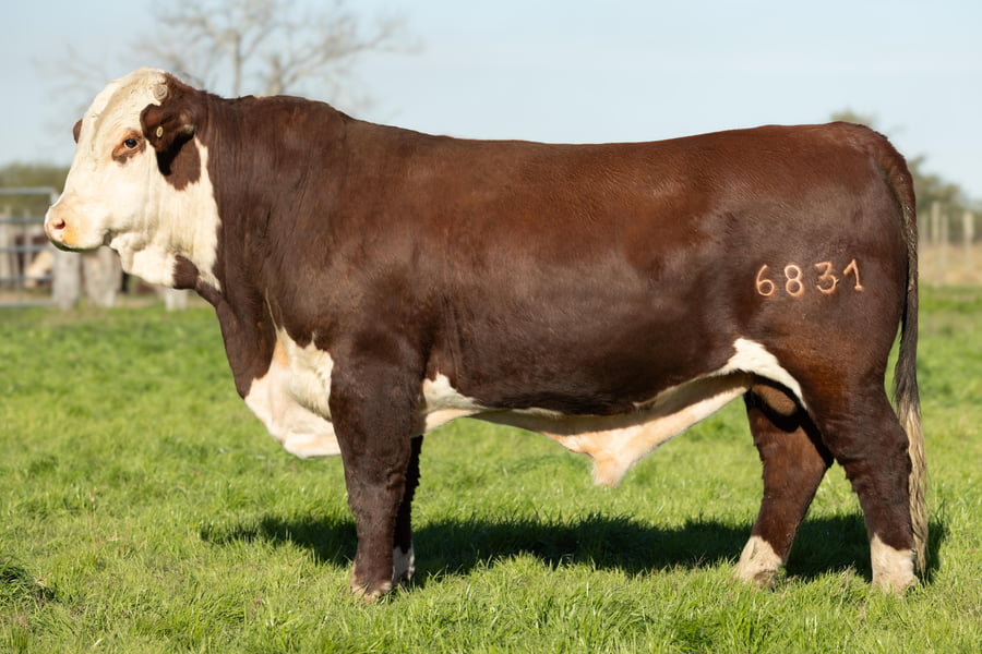 Lote Toros señal 22