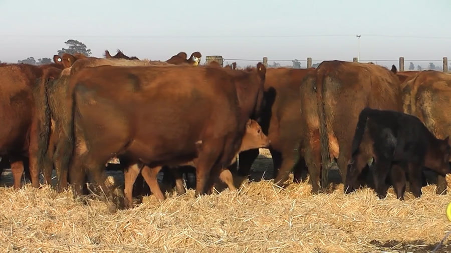 Lote VACAS CUT COLORADAS PARIDAS