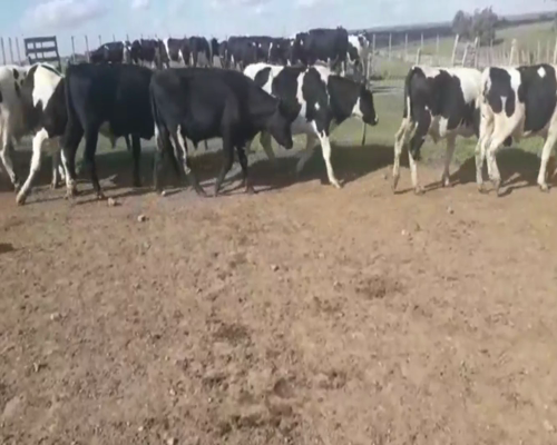 Lote Novillos