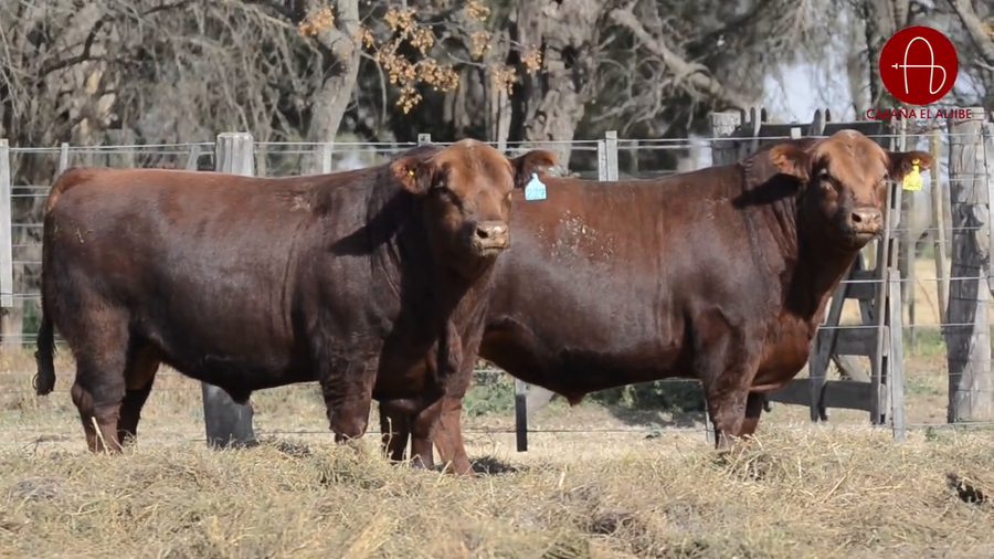 Lote ANGUS COLORADOS EL ALJIBE