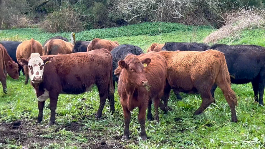 Lote 54 Vaquilla Engorda en Frutillar, X Región Los Lagos