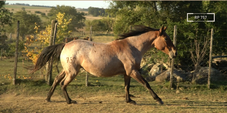 Lote COMPARSA MOLLES