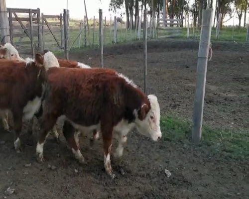 Lote 18 Terneros HEREFORD a remate en Pantalla Camy 220 - 230kg - , San José