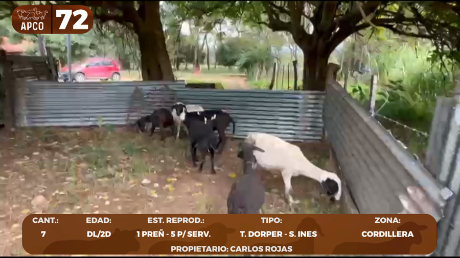 Lote LOTE 72 -POR PANTALLA