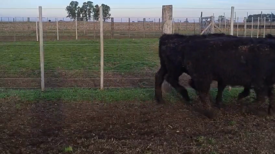 Lote 60 Terneros