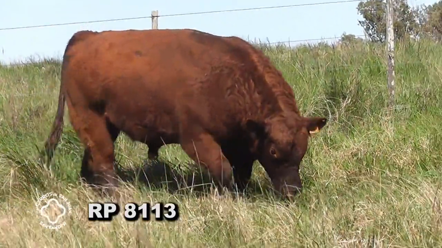 Lote RED ANGUS