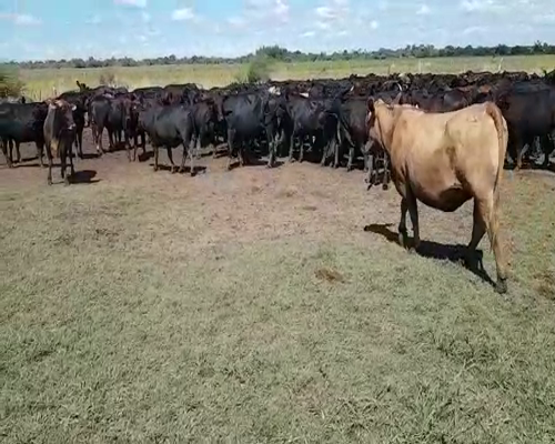 Lote 260 Vacas de invernar en Concepción, Corrientes