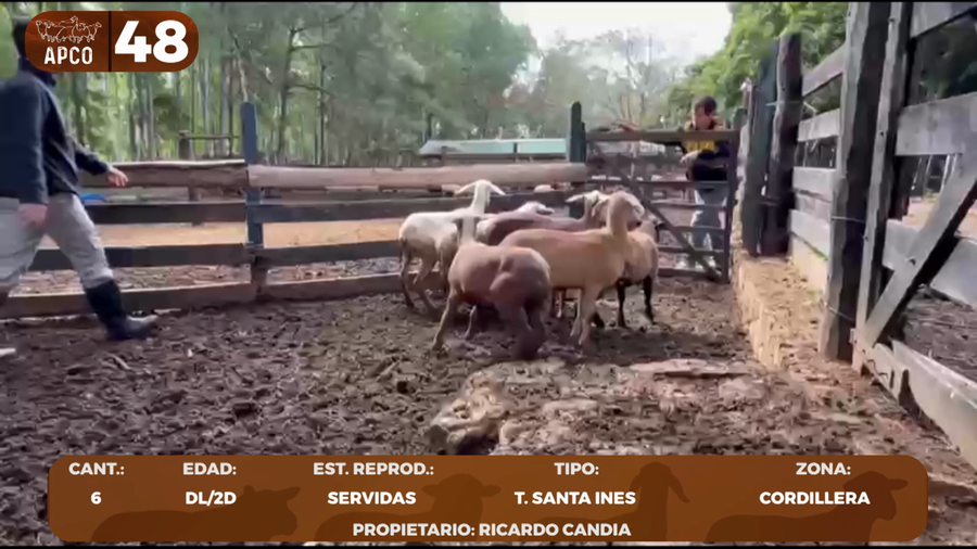 Lote LOTE 48 -POR PANTALLA