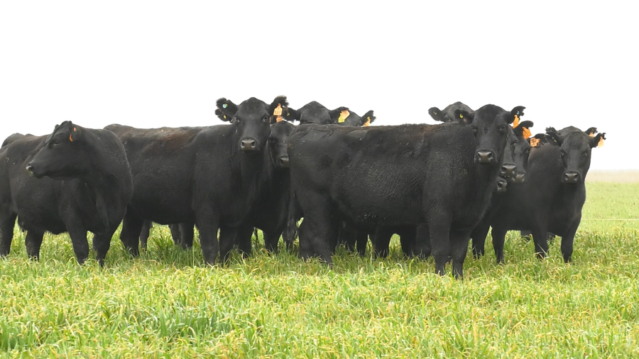 Lote VACAS ANGUS NEGRAS MAS C/GTÍA DE PREÑEZ