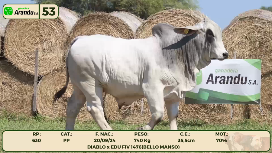 Lote LOTE 53
