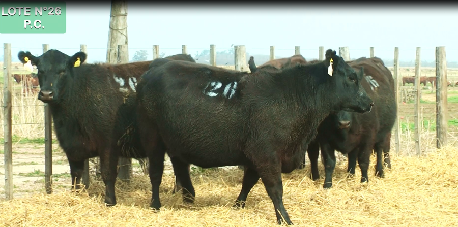 Lote VAQUILLONAS P.C. 15 MESES - PREÑADAS - PARICION PRIMAVERA