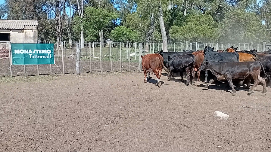 Lote 51 Novillitos y Vaquillonas en Guaminí