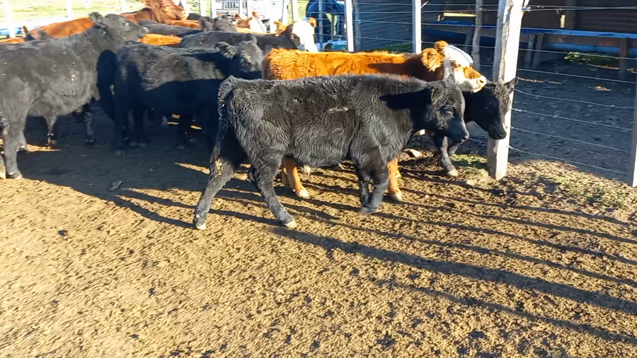 Lote 19 Terneros en Huanguelen, Buenos Aires