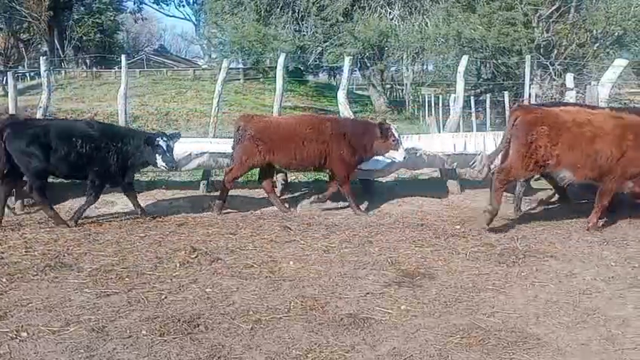 Lote 19 Terneros/as