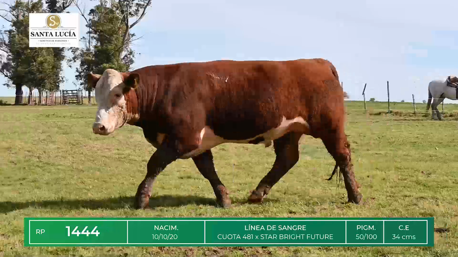 Lote TOROS HEREFORD
