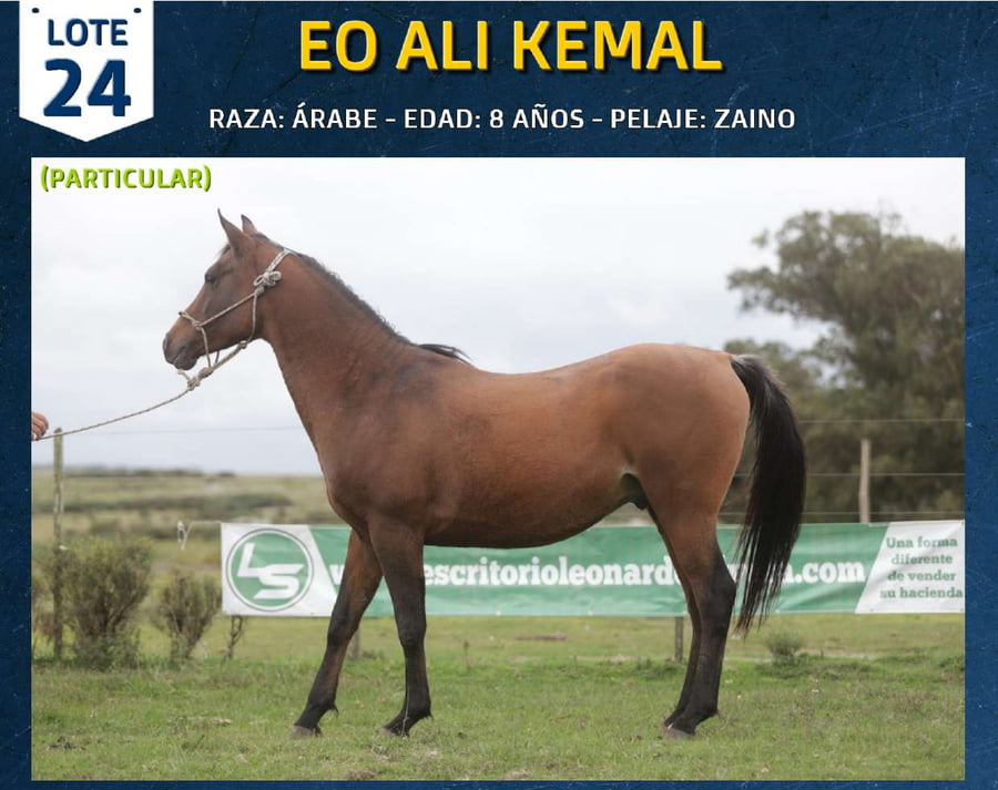 Lote EO ALI KEMAL