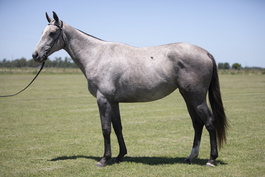 Lote YAPA IRLANDESA(MACHITOS KRUPA-IRISH)