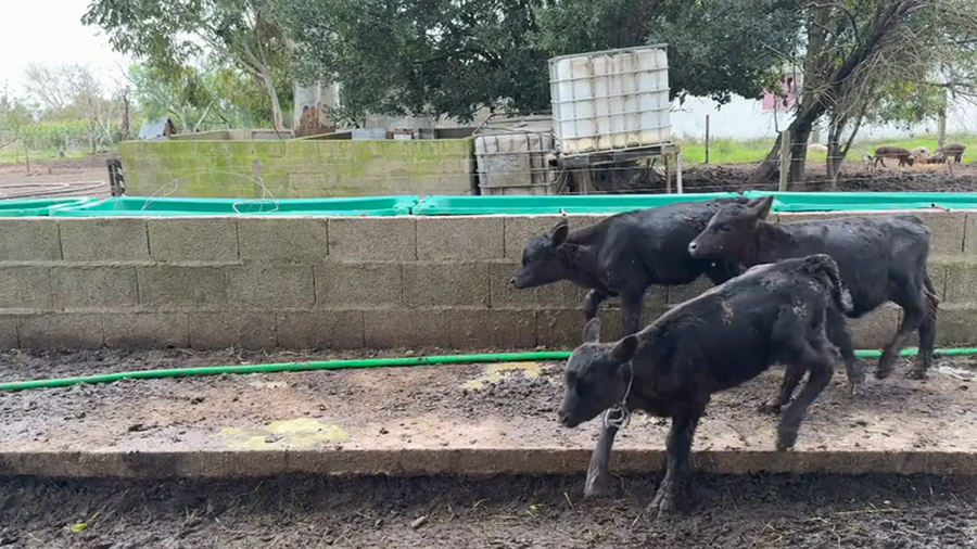 Lote TERNEROS Y TERNERAS